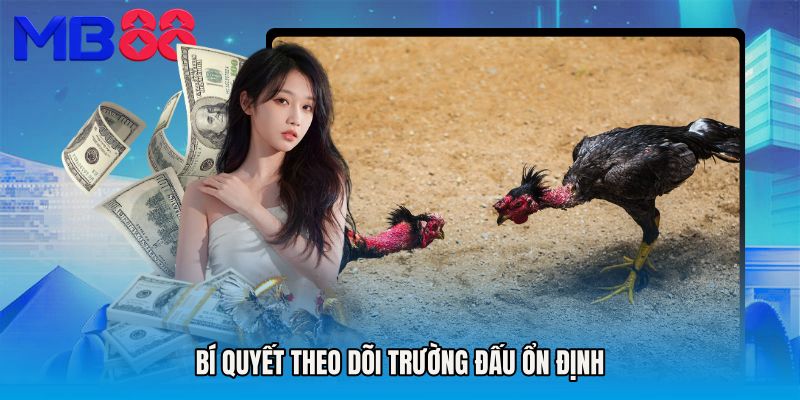 Bí quyết theo dõi trường đấu ổn định