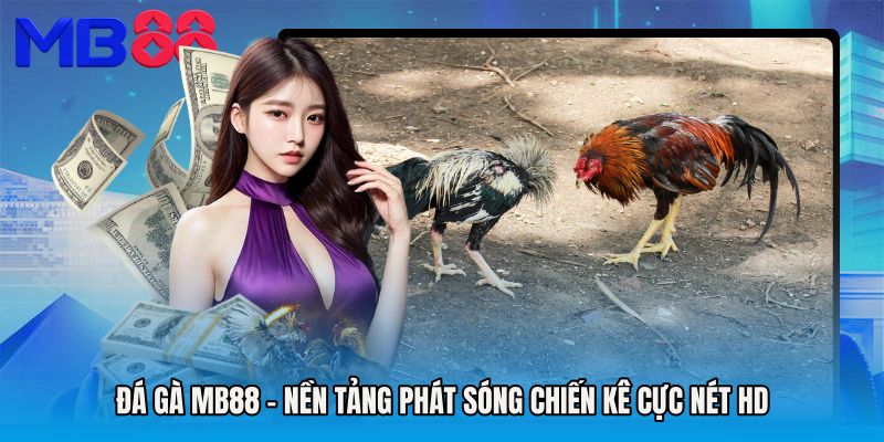 Đá Gà MB88 - Nền Tảng Phát Sóng Chiến Kê Cực Nét HD