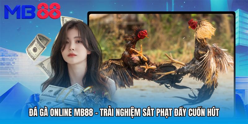 Đá Gà Online MB88 - Trải Nghiệm Sát Phạt Đầy Cuốn Hút
