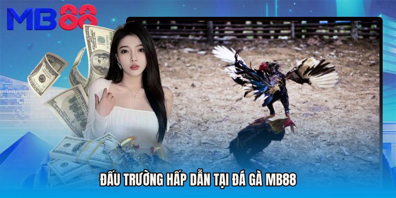 Đấu trường hấp dẫn tại Đá gà MB88